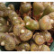 C.pellucidum (Silverfontein) - Seed
